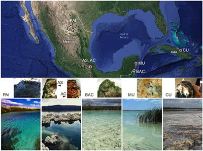 Exploring Biogeochemistry and Microbial Diversity of Extant Microbialites in Mexico and Cuba